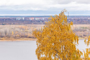 Sonbahar nehir manzarası. Bor şehri ufukta görünüyor. Sarı huş ağacı ön planda. Nizhny Novgorod şehri, Volga nehri, Rusya.
