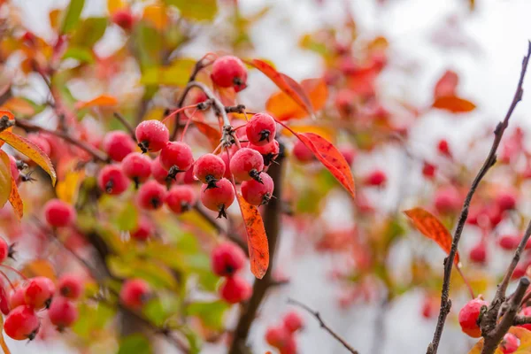 Rote Weißdornbeeren Strauch Heil Und Zierpflanze Regentag Herbst — Stockfoto