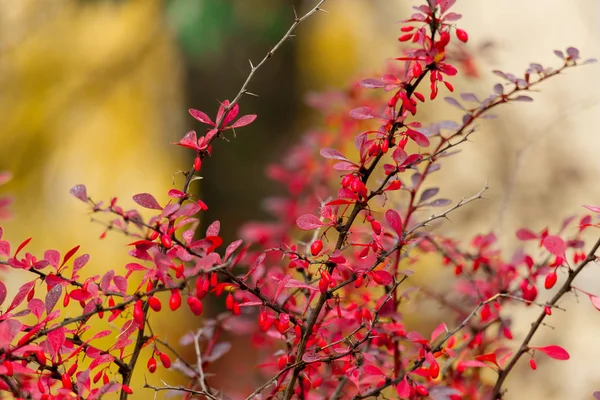 Rote Beeren Und Blätter Berberitzensträuchern Herbstlicher Regentag Brberis — Stockfoto