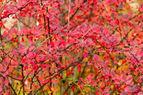 Rote Beeren Und Blätter Berberitzensträuchern Herbstlicher Regentag Brberis — Stockfoto