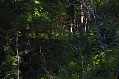 Weston Bend State Park, Missouri 'deki yoğun orman. Ağaçların arasından süzülen güneş ışığı ve yemyeşil bitki örtüsü..