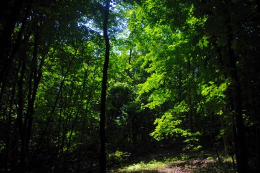 Parlak yeşil yapraklar ve güneş ışığı Missouri 'deki Weston Bend Eyalet Parkı' ndaki gölgeli bir orman yolunu aydınlatıyor..