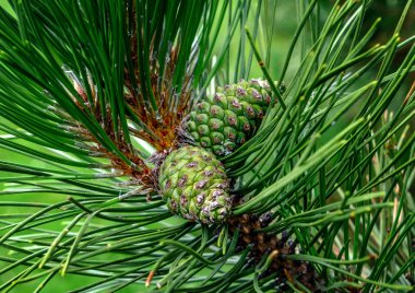 Köknar dalı üzerinde iki yeşil külah.