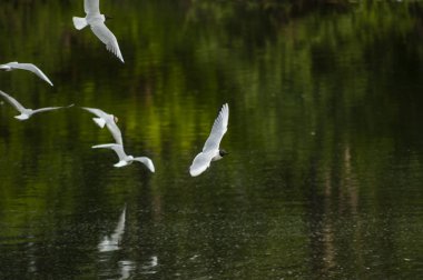 Nehirde martı. Suda uçmak.