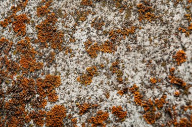 kopyalama alanı ile eski duvar arka plan