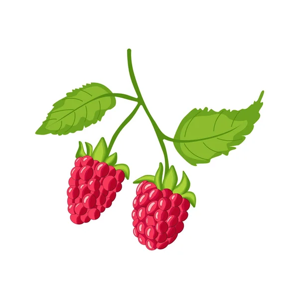 A branch of fresh, bright raspberries with green leaves. A delicious and healthy berry harvest. Isolated on a white background