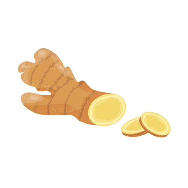 Ginger root set. Fresh raw ginger roots whole and sliced. Vector hand drawn illustration