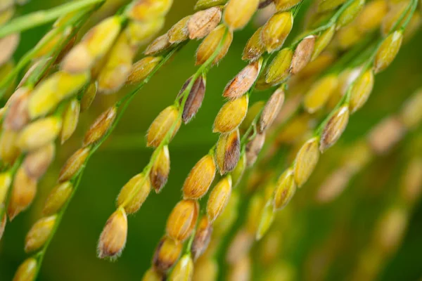Kore 'nin tarlalarında büyüyen büyük bir pirinç fideleri alanı. Yüksek kalite fotoğraf