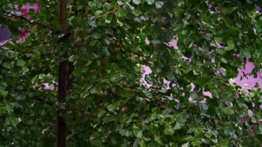 Ginkgo tree during rain in Korea. High quality 4k footage