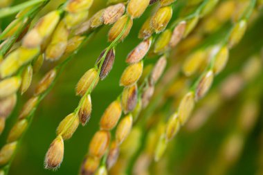 Kore 'nin bir tarlasında yetişen altın sarısı pirinç kulağı. Pirinç yakın çekim. Yüksek kalite fotoğraf