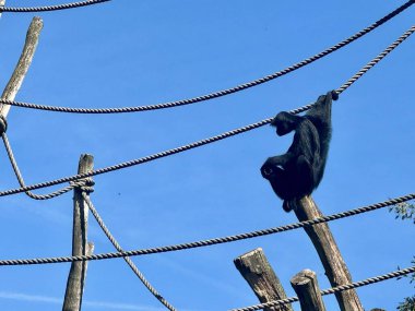 Siyah şebeke halatlarda sallanıyor ve açık havada ahşap direkler sallanıyor.