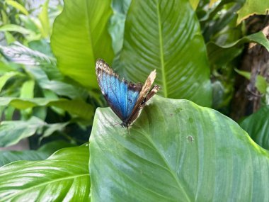 Yeşil bir tropikal yaprağın üzerinde oturan yırtık kanatları olan mavi bir kelebeğin yakın çekimi.
