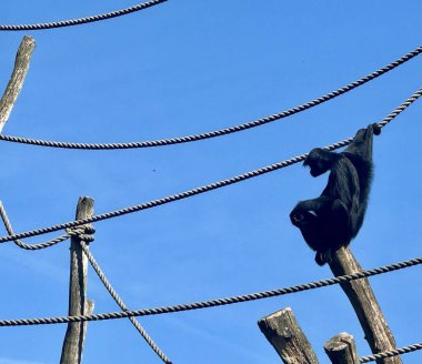 Siyah şebeke halatlarda sallanıyor ve açık havada ahşap direkler sallanıyor.