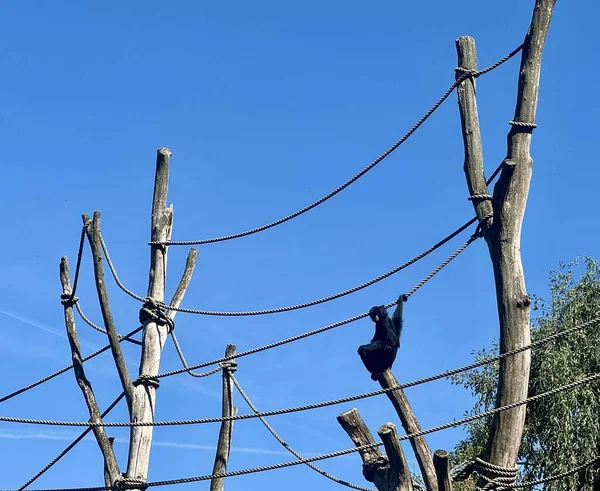 Siyah şebeke halatlarda sallanıyor ve açık havada ahşap direkler sallanıyor.