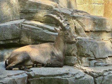 Kavisli boynuzları olan büyük dağ keçisi güneş ışığında kayaların üzerinde yatıyor.