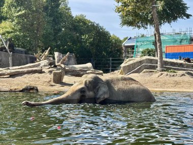 Hayvanat bahçesinde temiz suda yıkanırken Asya fili serinliyor.