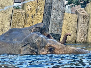 Filler hayvanat bahçesindeki berrak mavi sularda serinliyorlar.