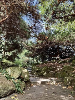 Büyük yosunlu kayalar ve yapraklı ağaçlarla huzurlu orman bahçesi