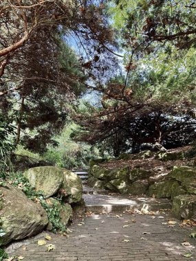 Büyük yosunlu kayalar ve yapraklı ağaçlarla huzurlu orman bahçesi