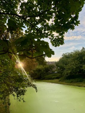 Ağaçlı yeşil gölet manzarası ve huzurlu parktaki yaprakların arasından parlayan güneş ışığı.