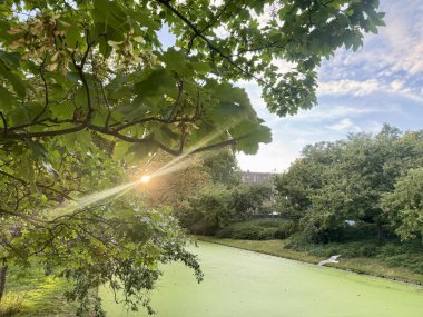 Ağaçlı yeşil gölet manzarası ve huzurlu parktaki yaprakların arasından parlayan güneş ışığı.