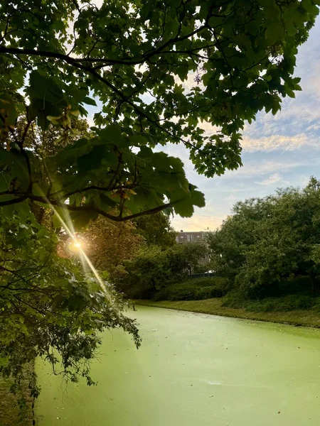 Ağaçlı yeşil gölet manzarası ve huzurlu parktaki yaprakların arasından parlayan güneş ışığı.