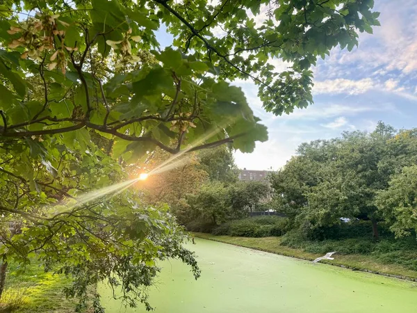 Ağaçlı yeşil gölet manzarası ve huzurlu parktaki yaprakların arasından parlayan güneş ışığı.