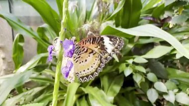 Renkli leopar kanatlı kelebek tropik yeşillikte mor bir çiçeğe tünemişti.