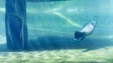 Mavi akvaryumda zarif bir şekilde su altında yüzmek. Yüksek kalite 4k görüntü