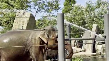 Filler doğal ortamda yıkanır ve suyun tadını çıkarırlar.