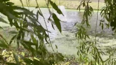 Çeşmeli doğal yeşillik ve rüzgarda hareket eden yapraklar.