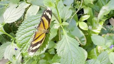 Yeşil yaprakların üzerinde dinlenen parlak kaplan kelebeği tropikal bir bahçeye yakın.