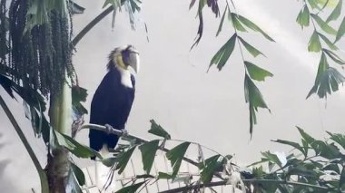 Zengin egzotik bir çevrede tropikal bir ağaç dalında dinlenen büyük boynuzlu kuş.
