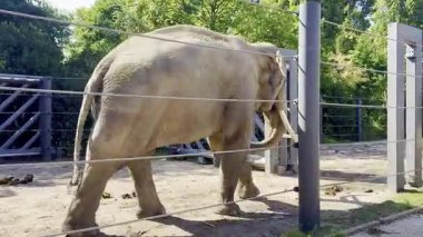 Filler yürüyor ve etrafı kayalar ve yeşilliklerle çevrili hayvanat bahçesini keşfediyorlar.