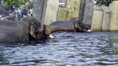 Filler doğal ortamda yıkanır ve suyun tadını çıkarırlar.