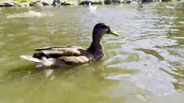 Huzurlu bir ortamda yeşil sularda yüzen Mallard ördeği.