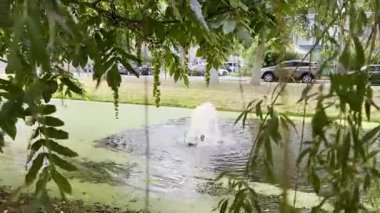 Çeşmeli doğal yeşillik ve rüzgarda hareket eden yapraklar.
