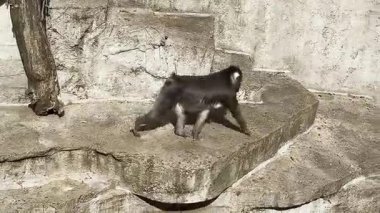 Hayvanat bahçesinin içinde gün ışığında taş duvar boyunca yürüyen bir maymun.
