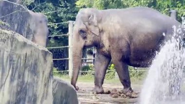 Filler yürüyor ve etrafı kayalar ve yeşilliklerle çevrili hayvanat bahçesini keşfediyorlar.