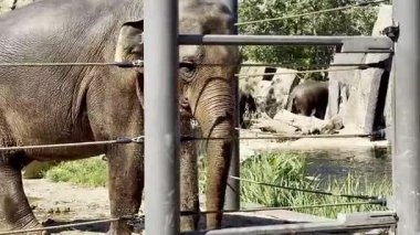 Güneşli bir günde hayvanat bahçesinde kapalı parmaklıkların arkasında duran fil.