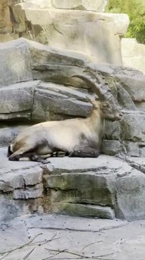 Büyük eğri boynuzları dinlenen ve kayalık yüzeyi çiğneyen vahşi dağ keçisi.