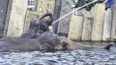 Filler doğal ortamda yıkanır ve suyun tadını çıkarırlar.