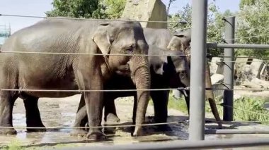 Güneşli bir günde hayvanat bahçesinde kapalı parmaklıkların arkasında duran fil.