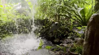 Yeşil bitki ve kayalarla tropikal ormanda akan güzel şelale.