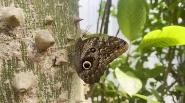 Tropikal ormanda insan eli uzanırken ağaçta dinlenen büyük kelebek.