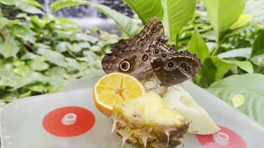 Turuncu ve ananasla beslenen iki kelebek yakın planda.