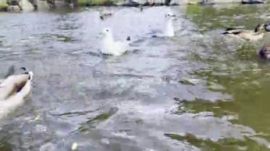 Vahşi ördekler ve martılar doğal ortamda göl yüzeyinde birlikte yüzerler.