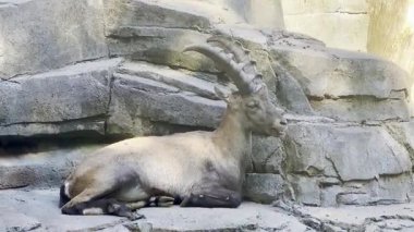 Büyük eğri boynuzları dinlenen ve kayalık yüzeyi çiğneyen vahşi dağ keçisi.