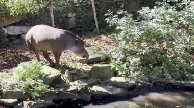 Tapir yeşil hayvanat bahçesinde yürüyor. Etrafı kayalar ve bitkilerle çevrili.