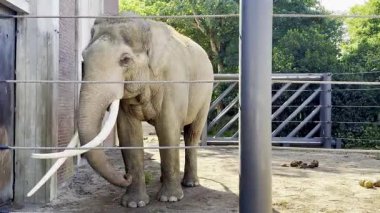 Güneşli bir günde hayvanat bahçesinde kapalı parmaklıkların arkasında duran fil.